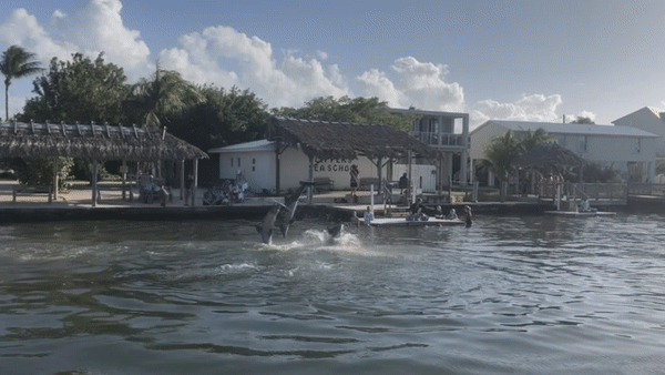 ezgif.com-gif-maker (1).gif