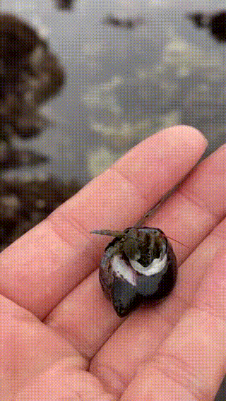 2222 (1).gif