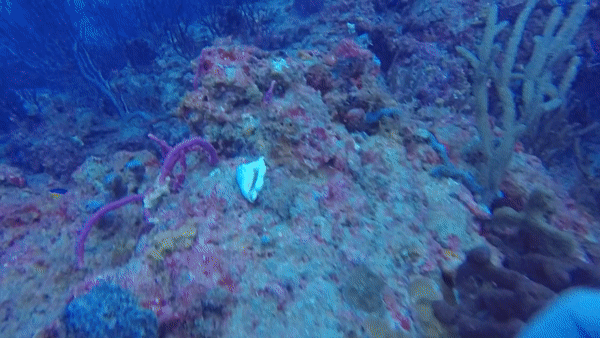 ezgif.com-video-to-gif-2.gif