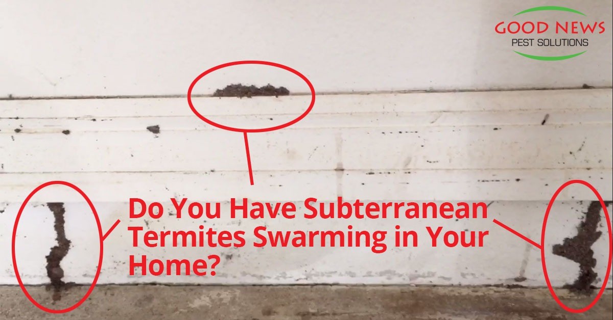 Blog-Post-Subterranean_Termites.jpg