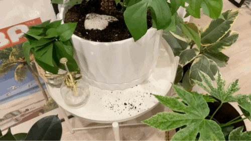 Image 5.GIF
