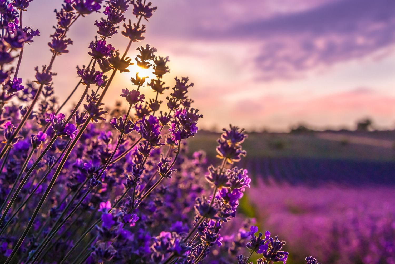 Maui Lavender Farm