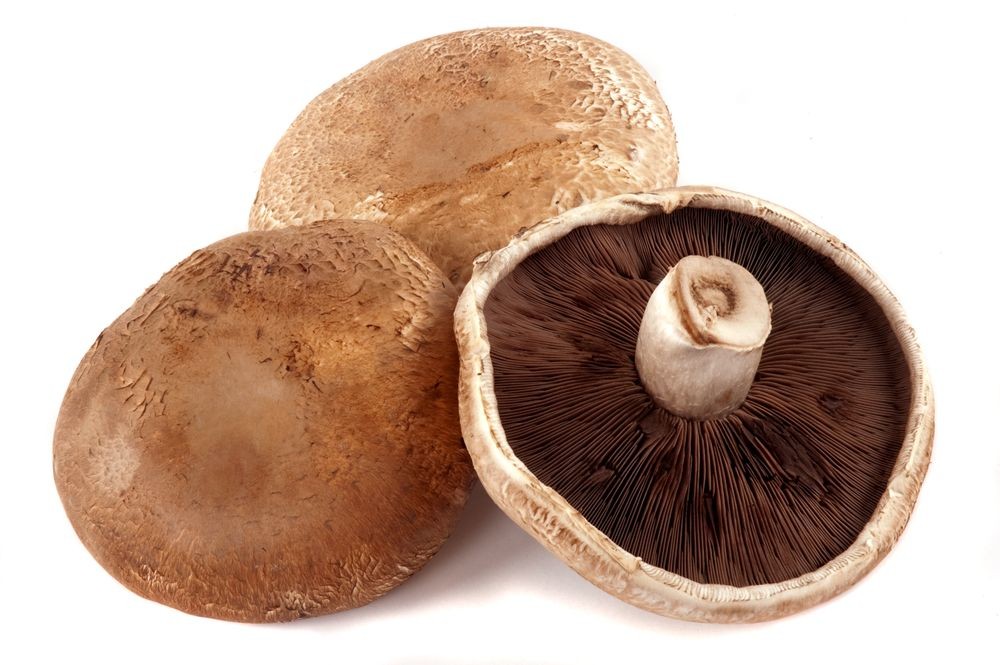 大啡菇英文Portobello Mushroom
