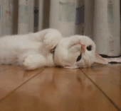 006HJgYYgy1fsfx6lyuhlg304q04dx4g.gif