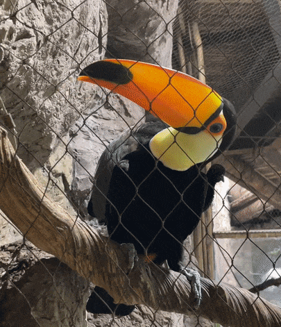 gif8.gif