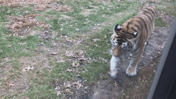 ezgif.com-gif-maker.gif