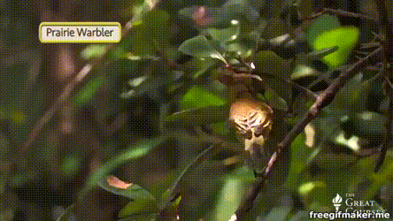 prarie warbler.gif