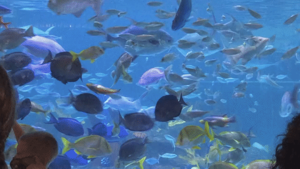 ezgif.com-gif-maker (2).gif
