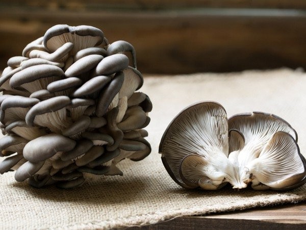 平菇英文Oyster Mushroom