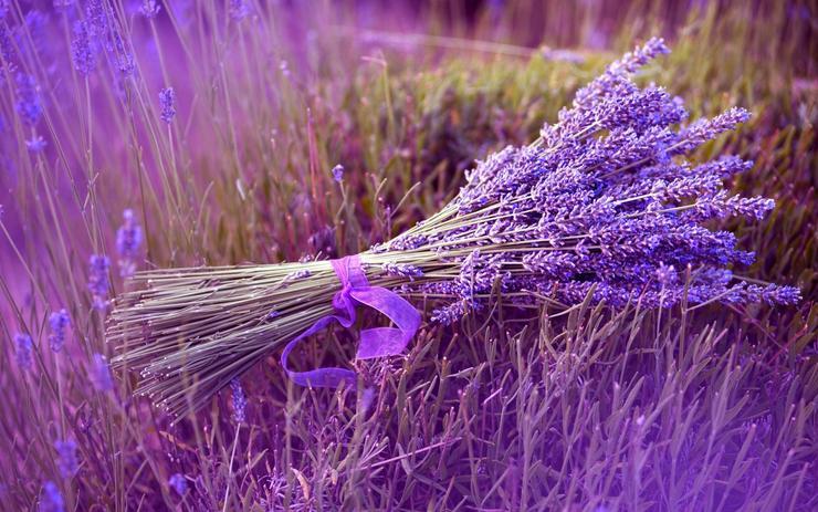 Imagine Lavender Farm