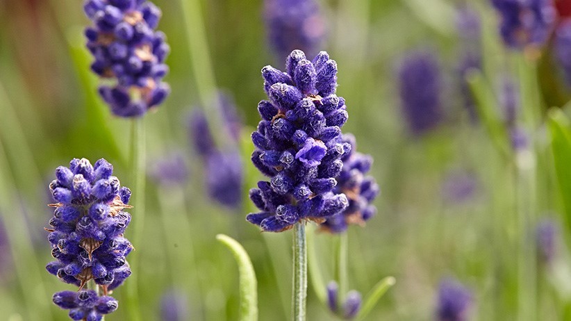 Sharp's Crossing Lavender Farm