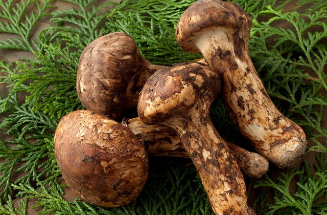 松茸英文Matsutake Mushroom