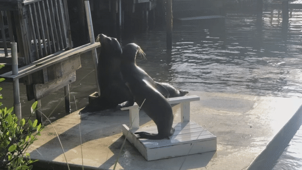 ezgif.com-gif-maker.gif