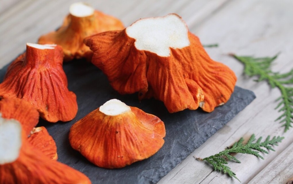 龙虾菇英文Lobster Mushroom