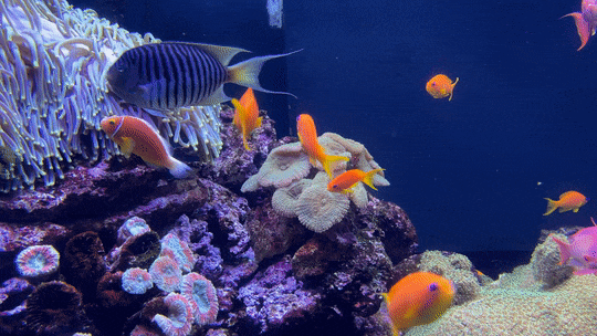 gif12.gif