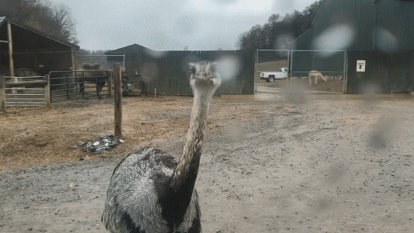 ezgif.com-gif-maker.gif