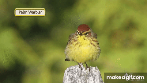 palm warbler.gif