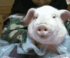 6a04b428gy1fyrlf0n0ezg202s02bq5w.gif