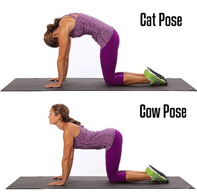Cat-And-Cow-Pose.gif