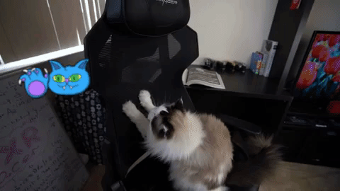 lomo.gif