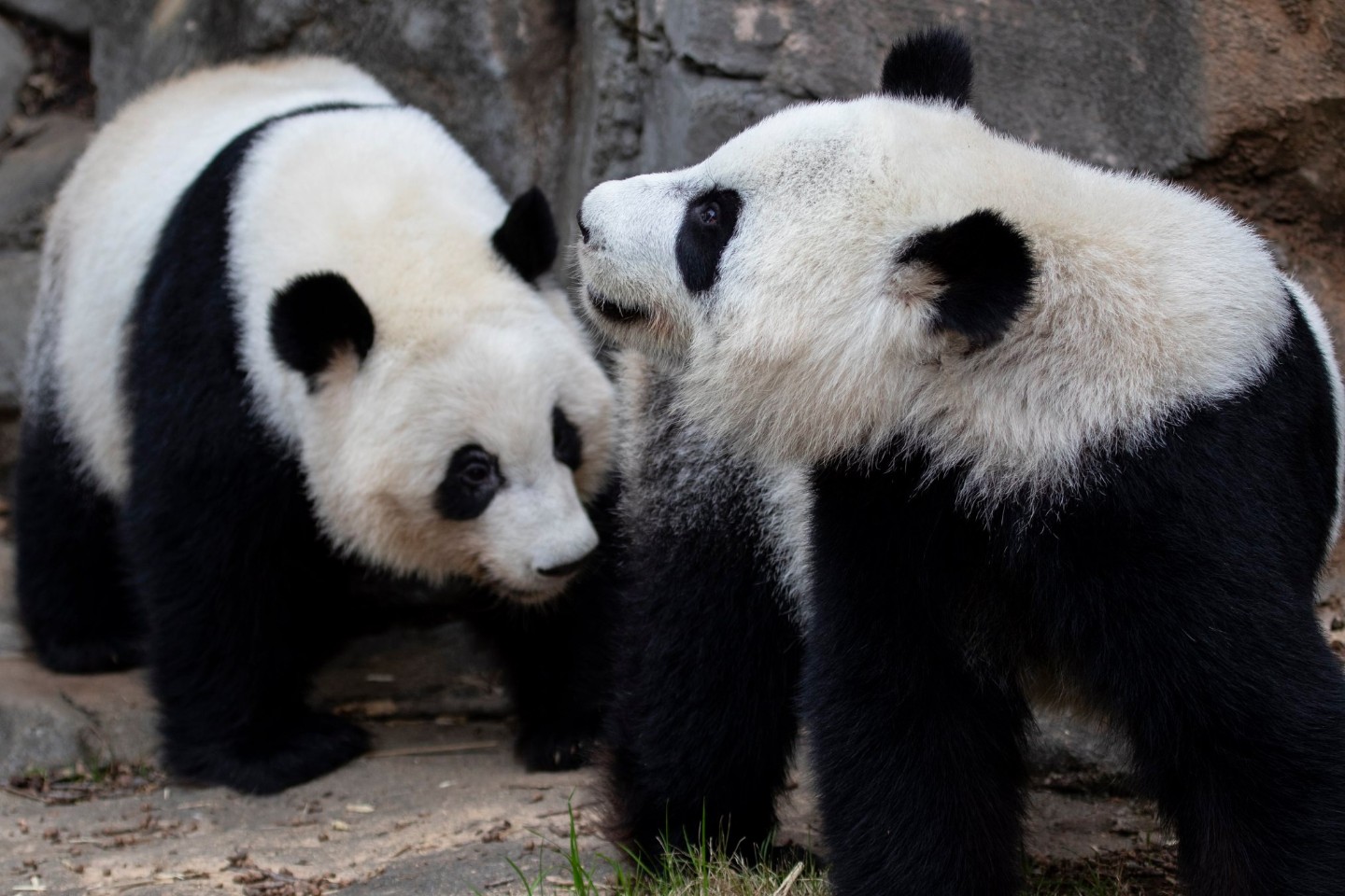 亚特兰大动物园大熊猫双胞胎姐妹花线上直播 宅家看熊猫日常免费观看圆滚滚销魂睡姿 北美省钱快报