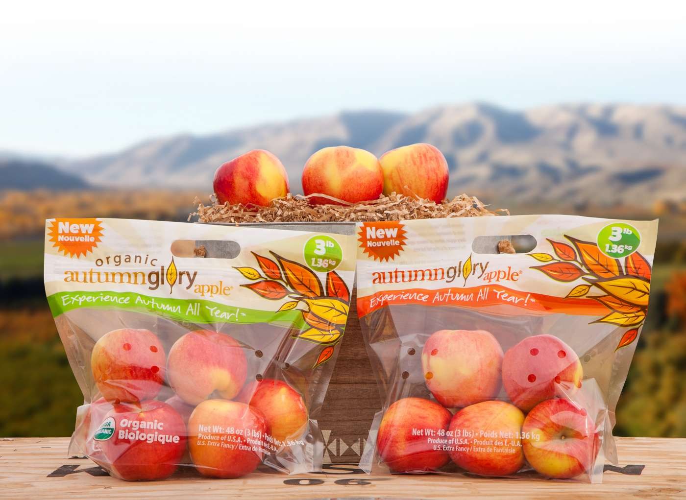Autumn Glory Apple苹果