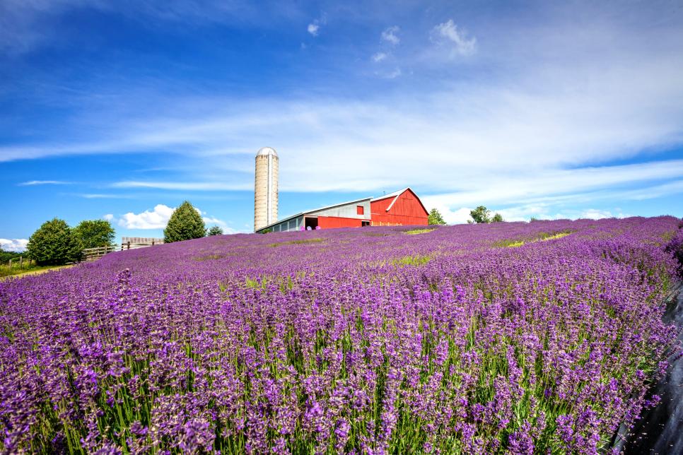 Lavender Hill Farm
