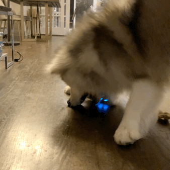 1.GIF