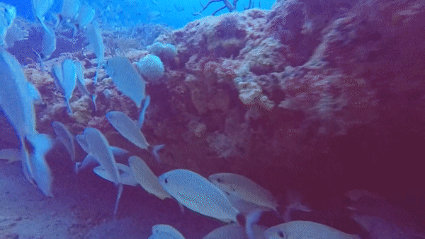ezgif.com-video-to-gif-3.gif