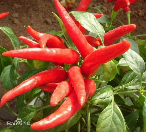 1,牛角椒中国超市非常常见的辣椒,皮薄个头大,辣度普遍很高,最好先去