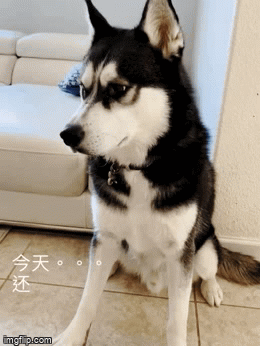 GIF4.gif
