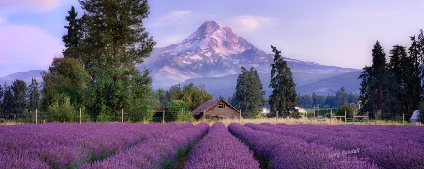 Lavender Valley Oregon