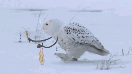 QQ图片20200328061715.gif