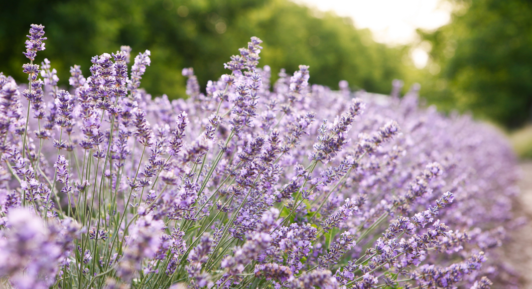 Kansas Lavender Farm