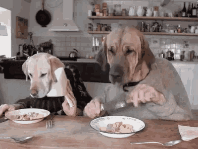 funny-animals-dogs-eating-dinner
