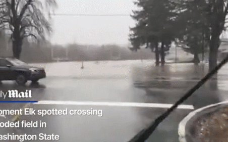 华盛顿州遭遇历史级洪水，麋鹿水中逃命，10万人撤离