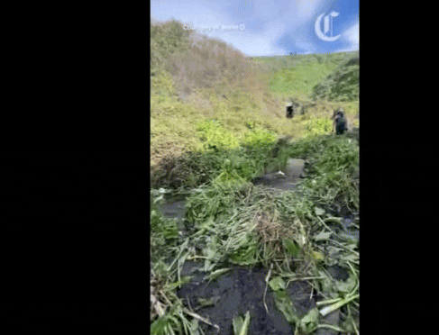 无语！一号公路Big Sur花谷被毁...