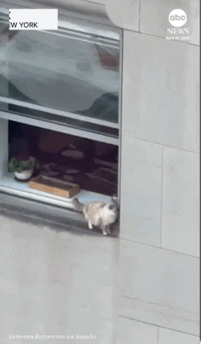 20层高楼猫咪站窗外！别让你的爱变...