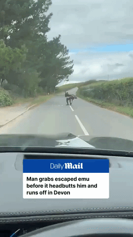爆笑！男子公路肉搏越狱鸸鹋惨遭反杀，被“...