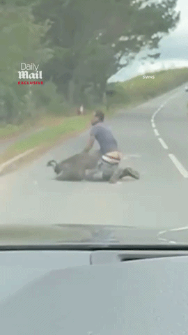 爆笑！男子公路肉搏越狱鸸鹋惨遭反杀...