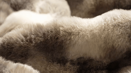 Image.gif